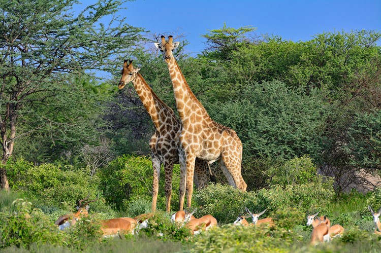 Giraffen in Onguma Game Reserve
